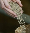 Dairy cow feed