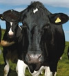 Dairy co w